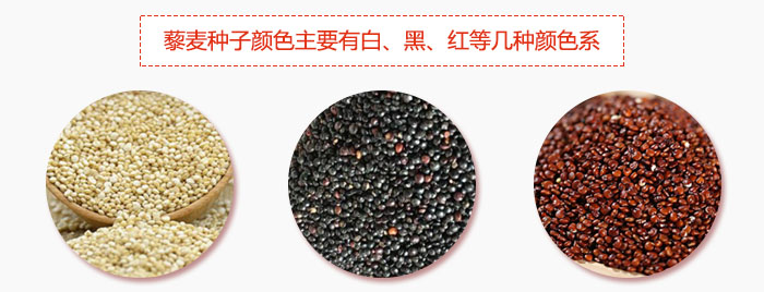 藜麥種子顏色主要有白、黑、紅等幾種顏色系，營(yíng)養(yǎng)成分相差不大，其中白色口感好，黑、紅色口感相對(duì)差些，籽粒也較小。