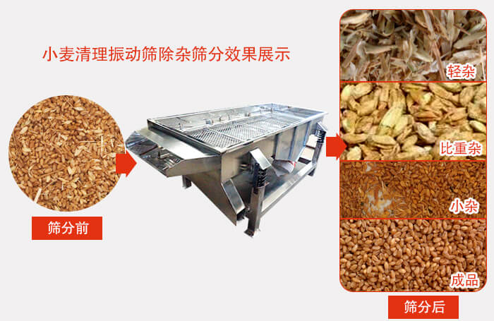 小麥清理振動(dòng)篩小麥篩分效果展示圖可同時(shí)篩分出輕雜，比重雜，小雜，成品等四個(gè)等級。